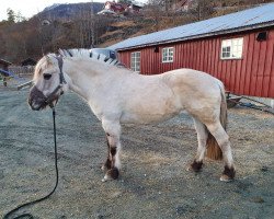 broodmare Lina Vidvei (Fjord Horse, 1997, from Kvernmann)