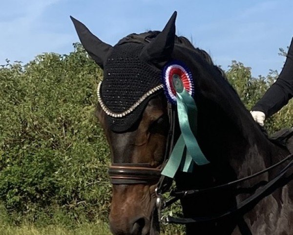 dressage horse Fürst Doncolo (Hanoverian, 2008, from Fürst Piccolo)