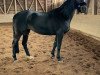 Pferd Desire 42 (Trakehner, 2005, von Schiffon)