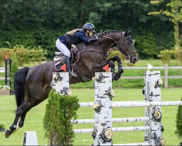 jumper Chica Bonita 14 (Oldenburg show jumper, 2015, from C-Ingmar)