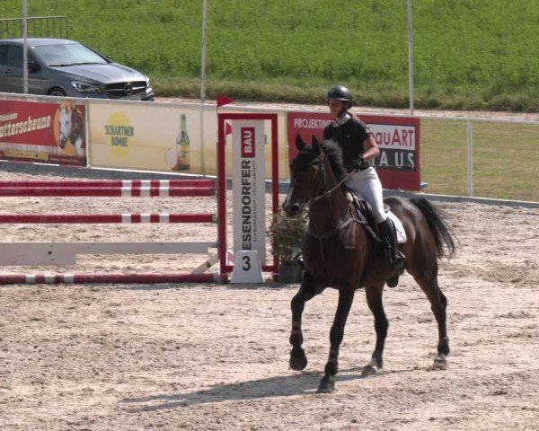Springturnier Seewalchen 2025