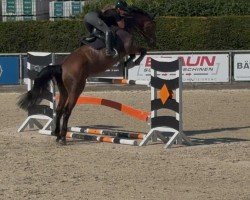 jumper Balu 550 (Belgian Warmblood, 2017)
