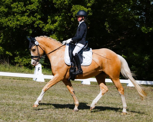 Dressurpferd Secret Love 21 (Westfale, 2014, von Dreidimensional AT NRW)