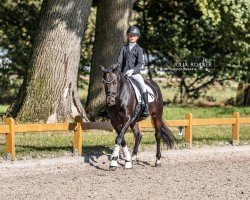 stallion Bogiman (German Riding Pony, 2010, from Orchard Boginov)