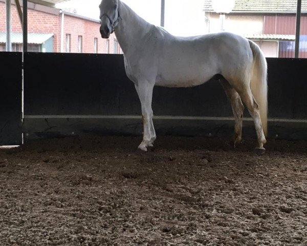 dressage horse Lavazzo 4 (German Warmblood, 2005)