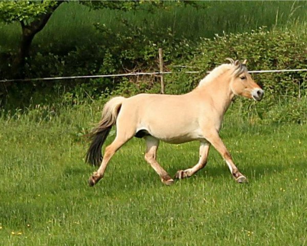 broodmare Sylvana (Fjord Horse, 2007, from Sogneblakken)