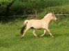 broodmare Sylvana (Fjord Horse, 2007, from Sogneblakken)