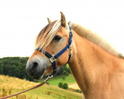 broodmare Halinka (Fjord Horse, 2002, from Ohlsen)