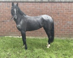 dressage horse Stute von Batman / VIP (German Riding Pony, 2015, from Batman)