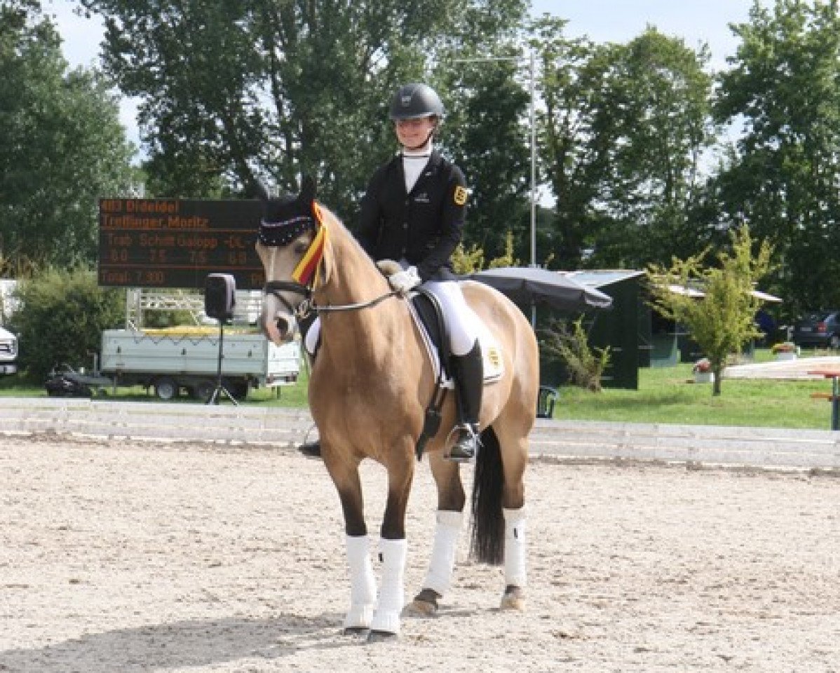 broodmare Lia Delicia 2 (German Riding Pony, 2011, from Lucky Lao II)
