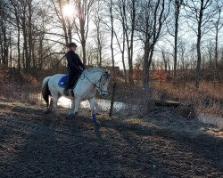 horse Josva Højmark (Fjord Horse, 2014, from Finfin N.2601)