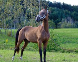 horse Batum Teke (Akhal-Teke, 2018, from Arzat Tekken)