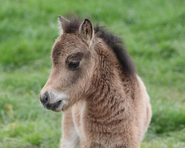 Springpferd Vindus vom Rindergraben (Dt.Part-bred Shetland Pony, 2019, von Vulkan vom Melkweg)