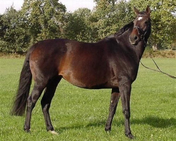 Zuchtstute Loreley (Westfale, 2002, von Londonderry)