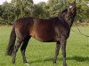 broodmare Loreley (Westphalian, 2002, from Londonderry)