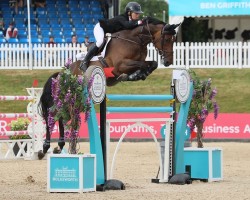 jumper Wild Star HF (anglo european sporthorse, 2016, from Big Star)