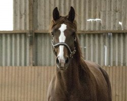 horse Flamboyant (Oldenburger, 2006, from Florencio I)