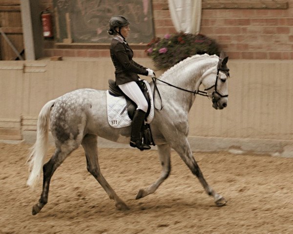 broodmare Robinia 13 (German Sport Horse, 2005, from Robertico)