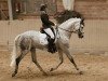 broodmare Robinia 13 (German Sport Horse, 2005, from Robertico)