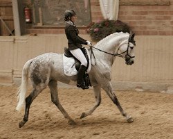 dressage horse Robinia 13 (Deutsches Sportpferd, 2005, from Robertico)