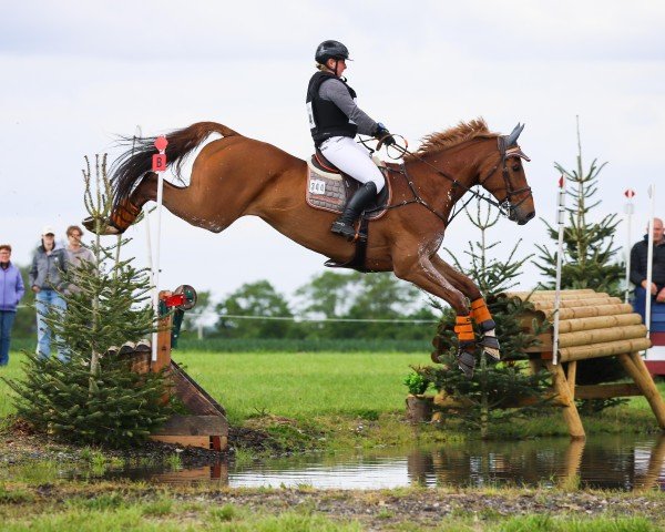 jumper Dagomar vom Wartenberg (Oldenburg show jumper, 2016, from Dinken)