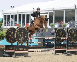 jumper Adonna Z (Zangersheide riding horse, 2015, from Andiamo)