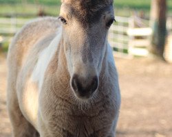 horse Nóra vom Rindergraben (Islandpferd, 2020, from Bör von der HohenHorst)