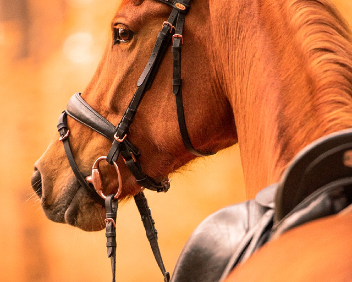 dressage horse Kineleen (KWPN (Royal Dutch Sporthorse), 2015, from Vitalis)