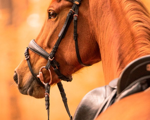Dressurpferd Kineleen (Koninklijk Warmbloed Paardenstamboek Nederland (KWPN), 2015, von Vitalis)