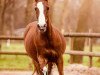 dressage horse Django (German Riding Pony, 1996, from Durello)