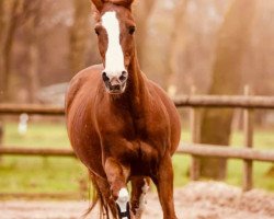 dressage horse Django (German Riding Pony, 1996, from Durello)