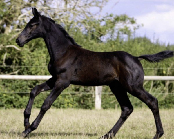 jumper Hengst von Charaktervoll / Legolas (Holsteiner, 2024, from Charaktervoll Hv)