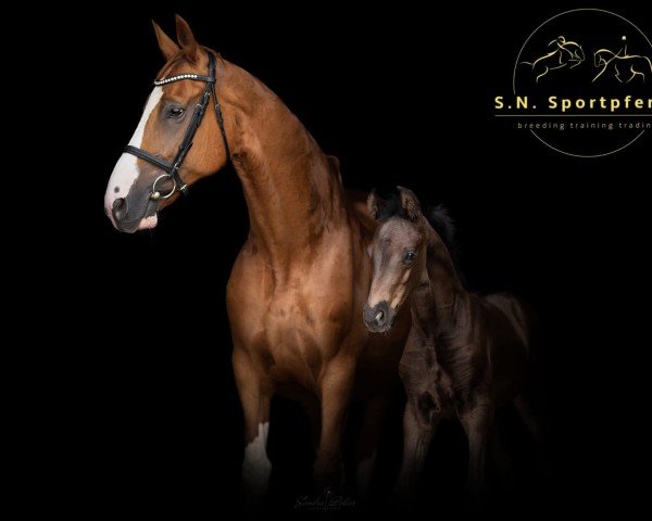 broodmare Dalimar (Hanoverian, 2010, from Dancier)