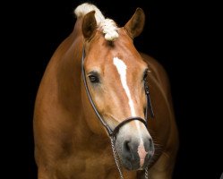 stallion Aspen M (Haflinger, 2011, from Ampere)