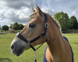 dressage horse Noventis (1,95% ox) (Edelbluthaflinger, 2008, from Novum I (3,125% ox))
