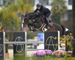 stallion Papillion 46 (German Sport Horse, 2018, from Pessoa VDL)