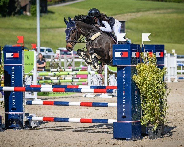 jumper Qualido 6 (German Sport Horse, 2018, from Quite Carenzo)