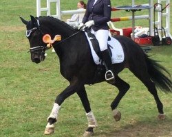 dressage horse Rufus 96 (Westphalian, 2008, from Riccio)