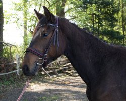 Pferd Labello (Holsteiner, 2017, von Livello)