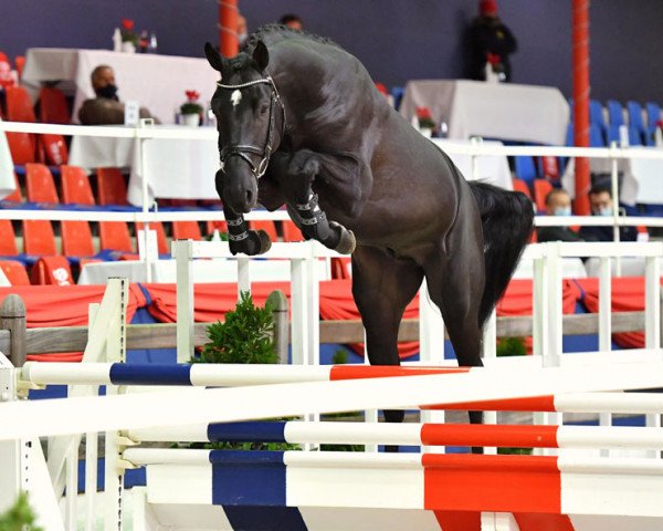 stallion Anchorman (Oldenburg show jumper, 2018, from Andiamo Semilly)
