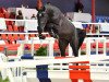 stallion Anchorman 5 (Oldenburg show jumper, 2018, from Andiamo Semilly)