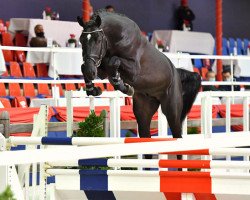 Anchorman (Oldenburg show jumper, 2018, of Andiamo Semilly)