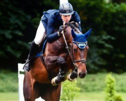 jumper Miss Shot Gun (German Sport Horse, 2011, from Quintender 2)