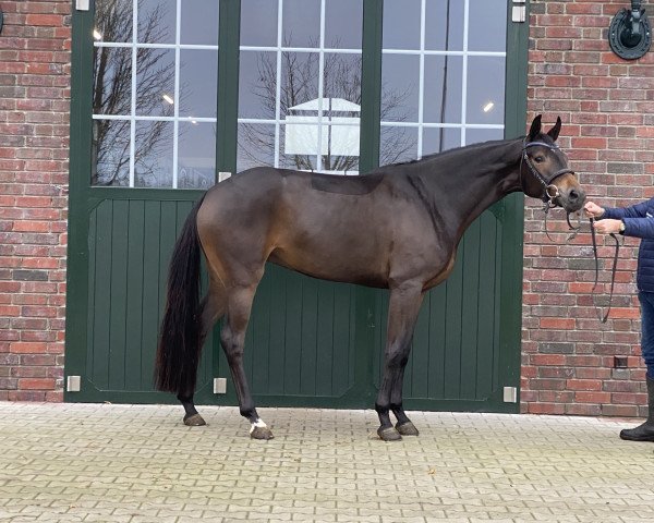 dressage horse Ma Petite Belle (Hanoverian, 2017, from E.H. Millennium)