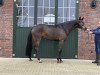 broodmare Ma Petite Belle (Hanoverian, 2017, from E.H. Millennium)