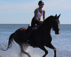 dressage horse Sunflower 35 (Hanoverian, 2009, from Samarant)