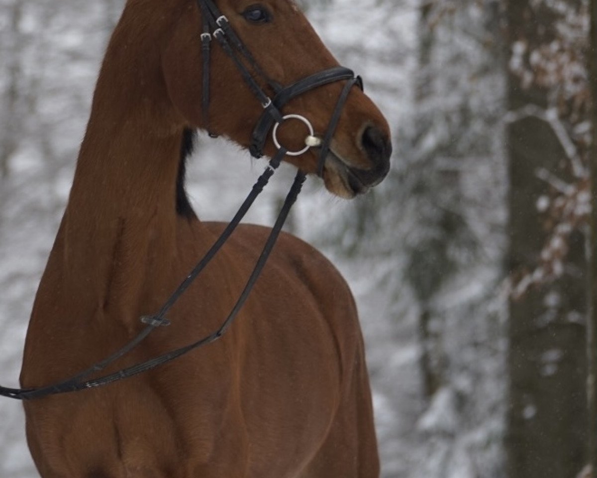 Springpferd Luna 2018 (Belgisches Warmblut, 2011, von Triomphe de Riverland)