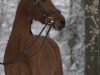 jumper Luna 2018 (Belgian Warmblood, 2011, from Triomphe de Riverland)