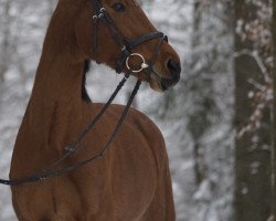 Springpferd Luna 2018 (Belgisches Warmblut, 2011, von Triomphe de Riverland)