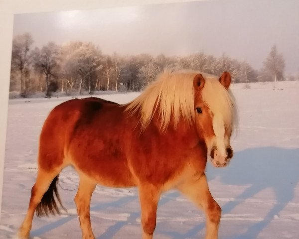 Zuchtstute Makela (Haflinger, 1997, von Stoeber)